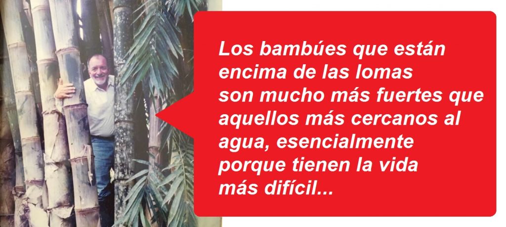 Carlos Peñahererra cultiva bambú gigante. Hace 20 años inició este camino en su finca cerca a La Concordia.